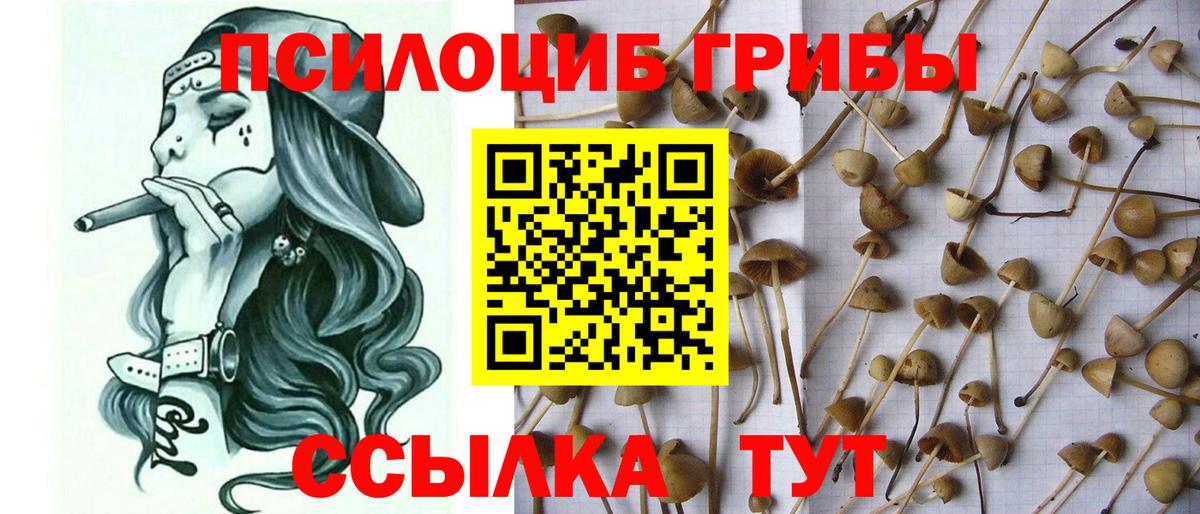 Псилоцибиновые грибы Psilocybine cubensis Ростов Великий